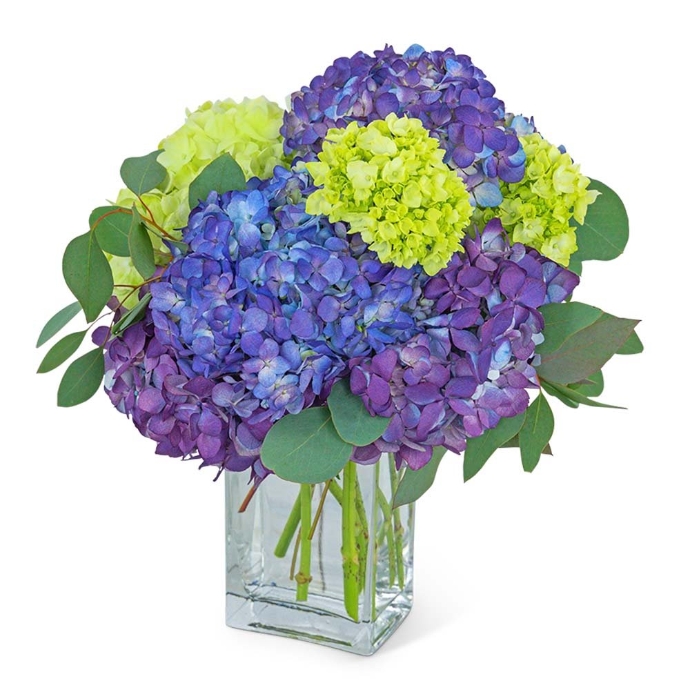 Hydrangeas - Anaheim Hills Florist