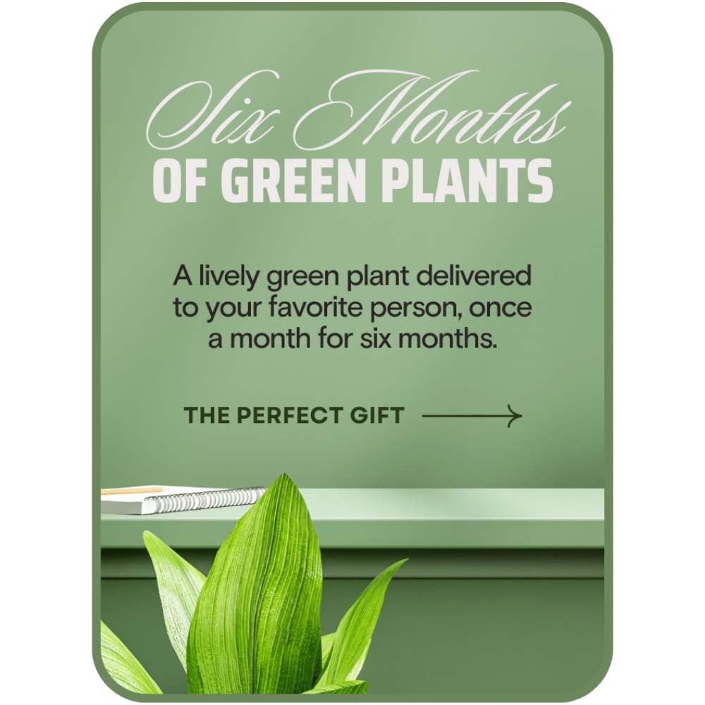Plant Subscription (6) - Anaheim Hills Florist