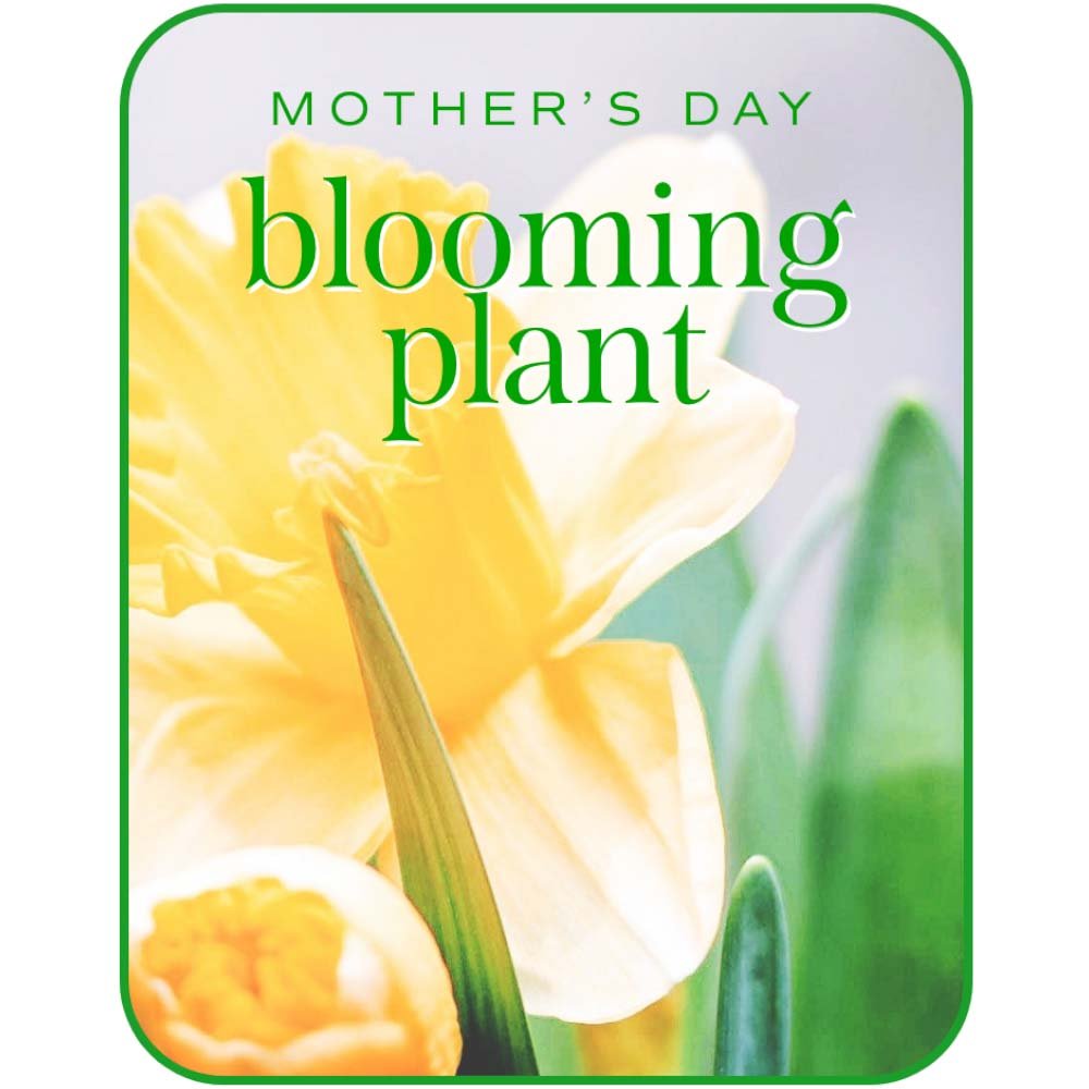 Mother's Day Blooming Plant - Anaheim Hills Florist