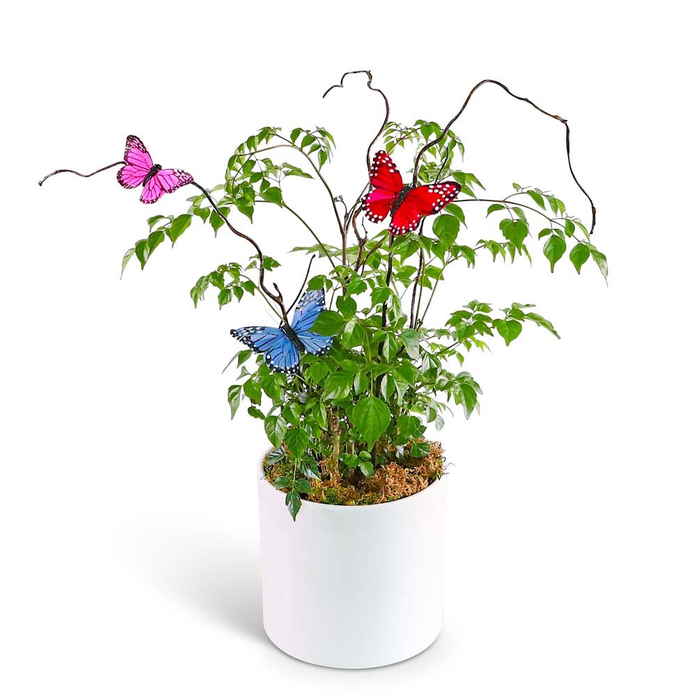 Butterfly China Doll Plant in Ceramic - Anaheim Hills Florist