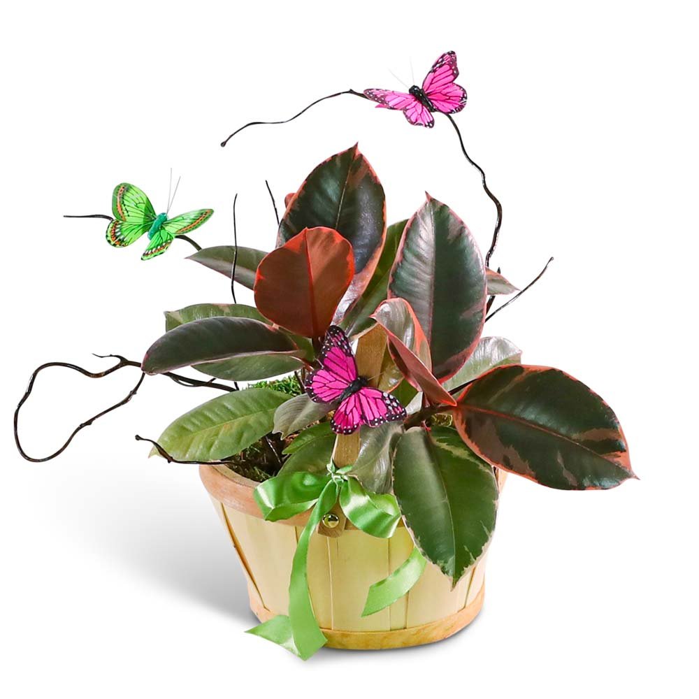 Variegated Rubber Tree Plant with Spring Accents - Anaheim Hills Florist