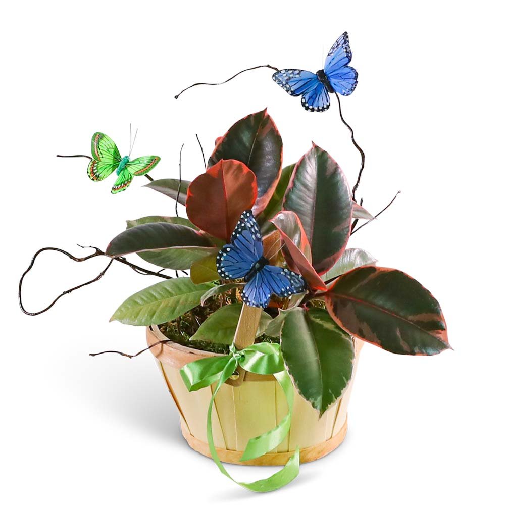 Variegated Rubber Tree Plant with Butterflies - Anaheim Hills Florist