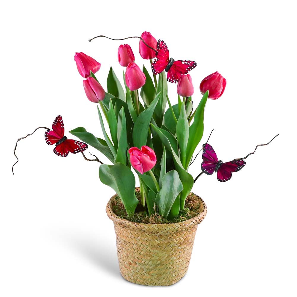 Pink Potted Tulip Plant with Butterflies - Anaheim Hills Florist