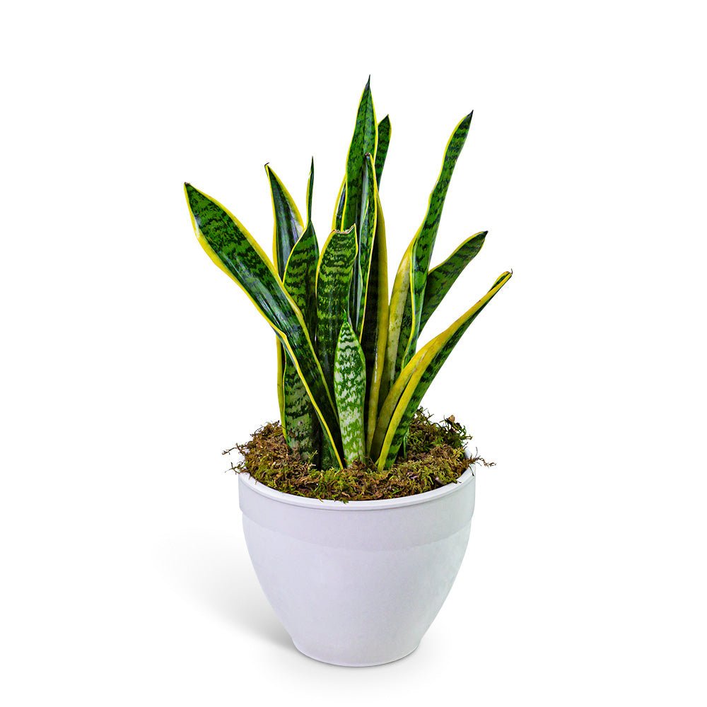 Snake Plant in Ceramic - Anaheim Hills Florist