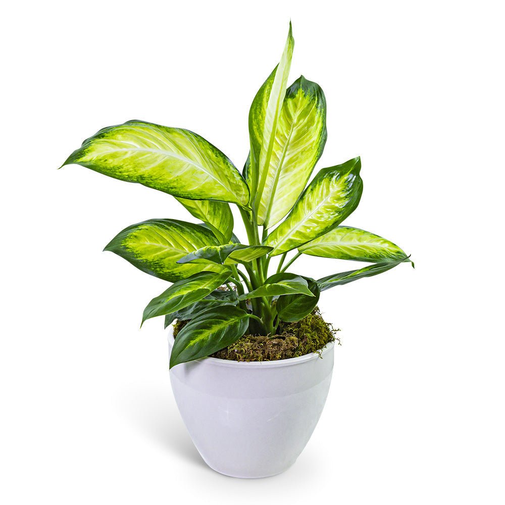 Dieffenbachia Plant in Ceramic - Anaheim Hills Florist
