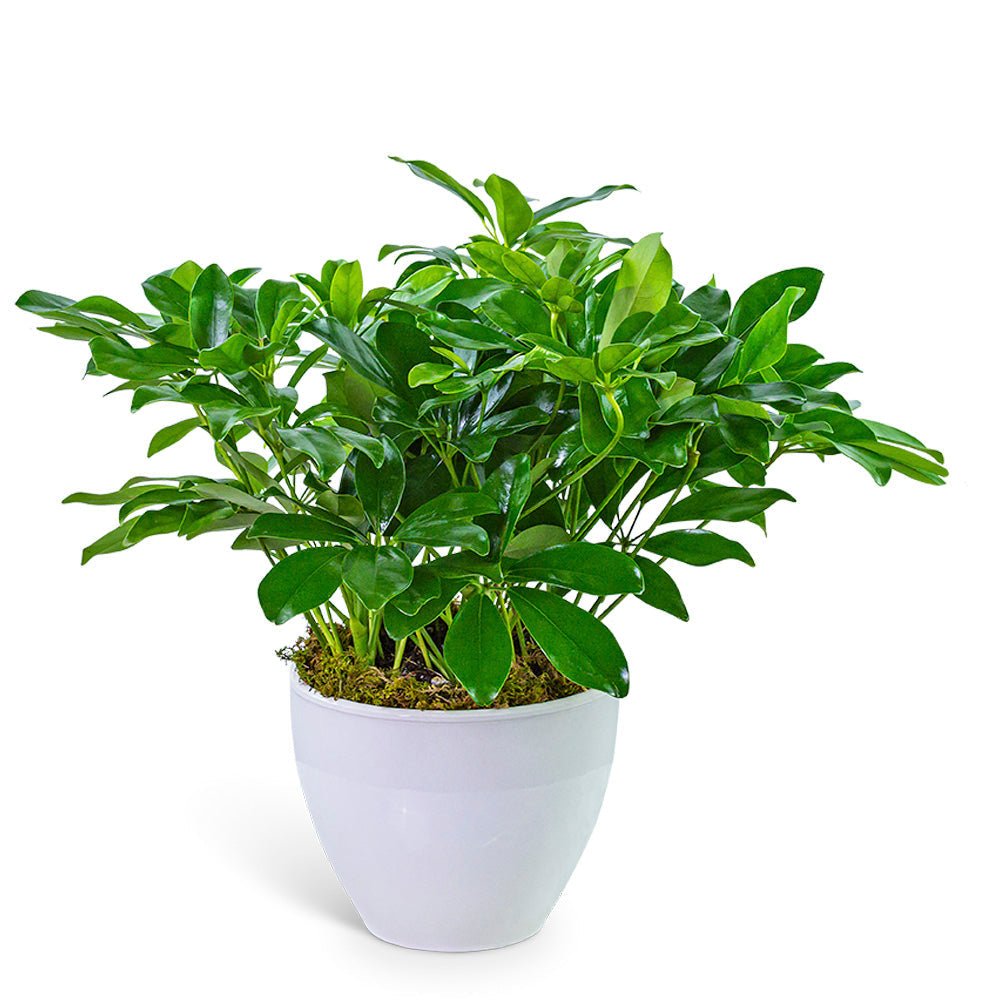 Arboricola Plant in Ceramic - Anaheim Hills Florist