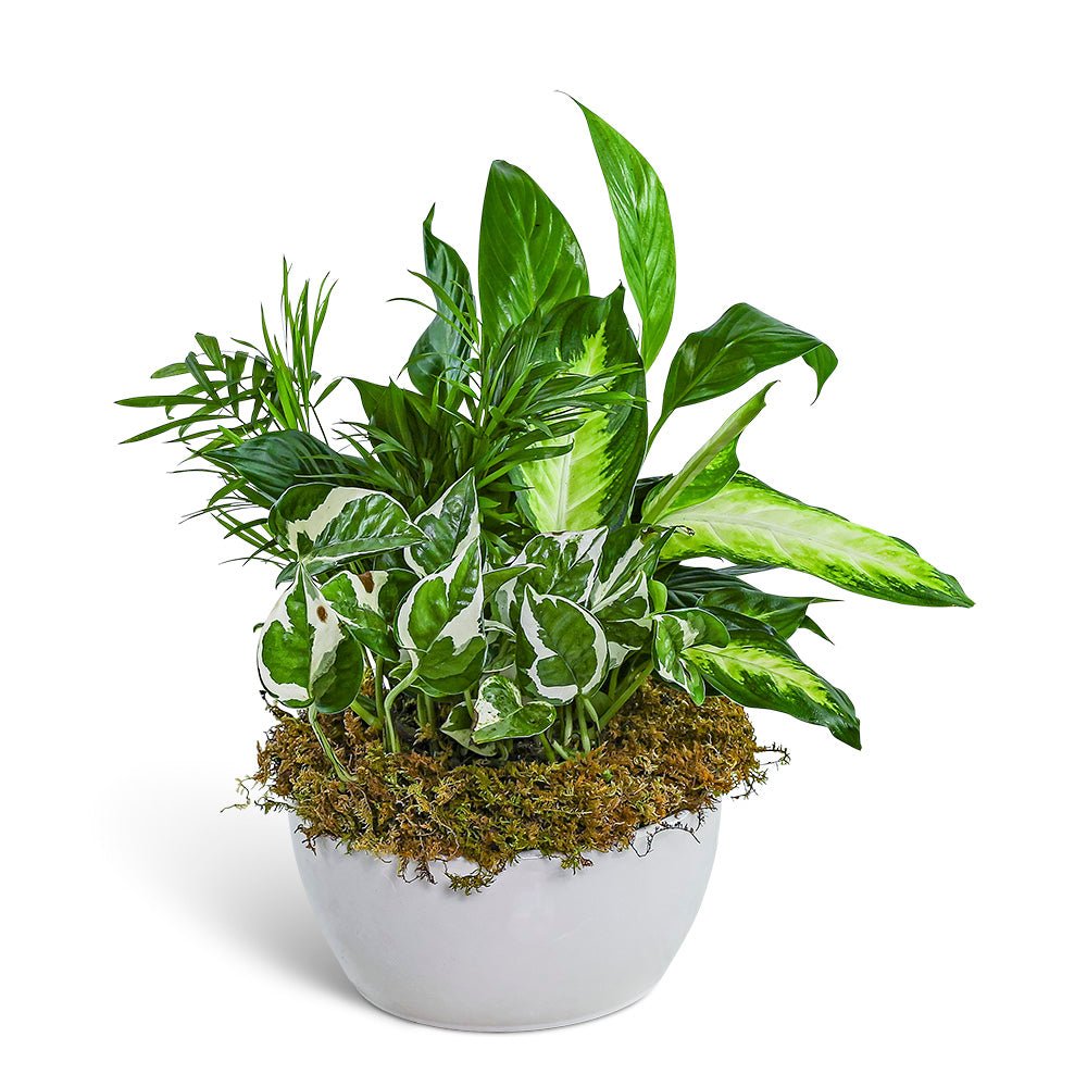 Zen Dish Garden - Anaheim Hills Florist