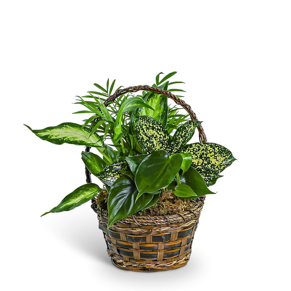 Tranquil Dish Garden in Basket - Anaheim Hills Florist