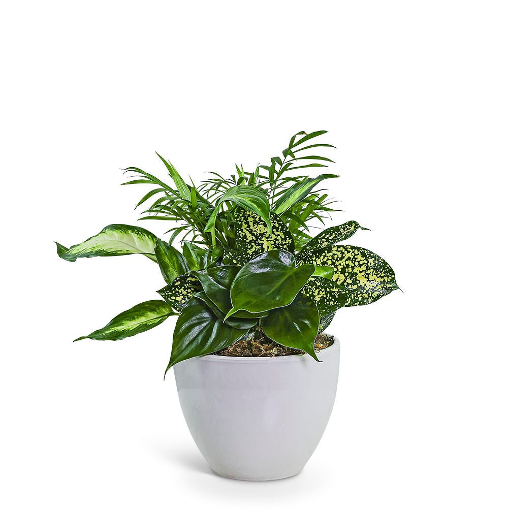 Serene Dish Garden - Anaheim Hills Florist