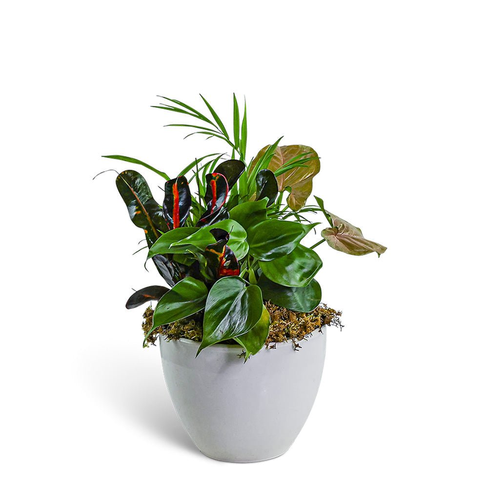 Dish Garden in Gray Ceramic - Anaheim Hills Florist