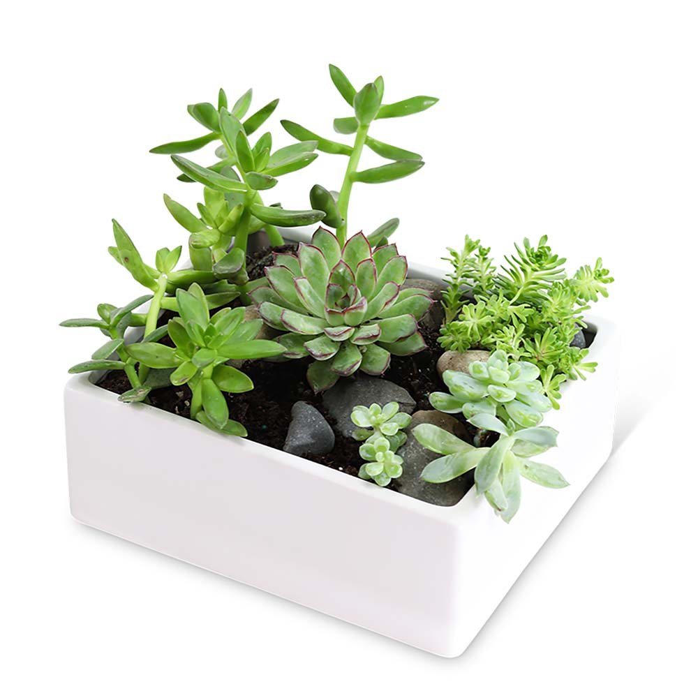 Succulent Garden - Anaheim Hills Florist