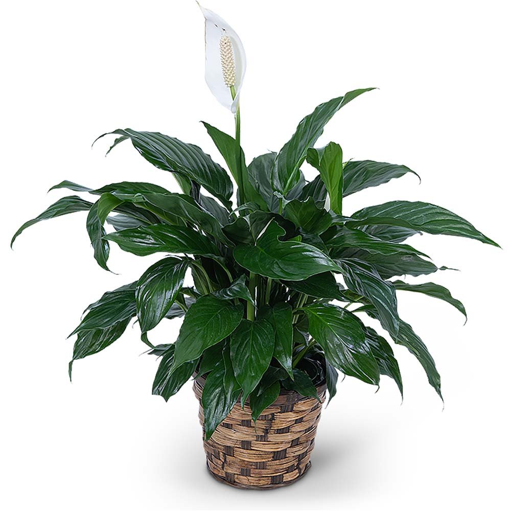 Peace Lily Plant - Anaheim Hills Florist