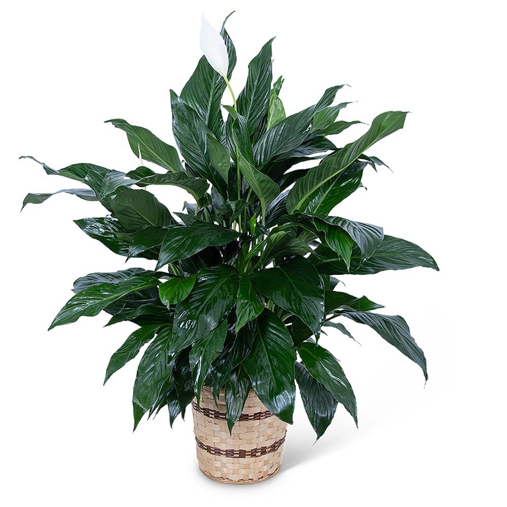 Medium Peace Lily Plant - Anaheim Hills Florist