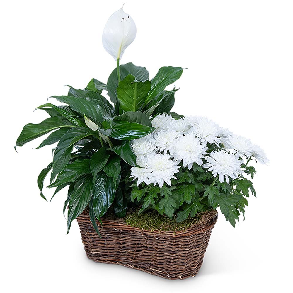 peace lily in basket Peace Lily with White Mum Plant