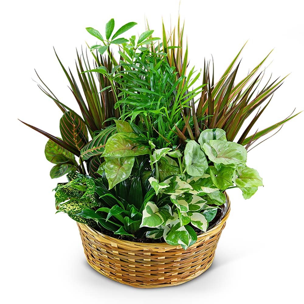 Large Dish Garden - Anaheim Hills Florist