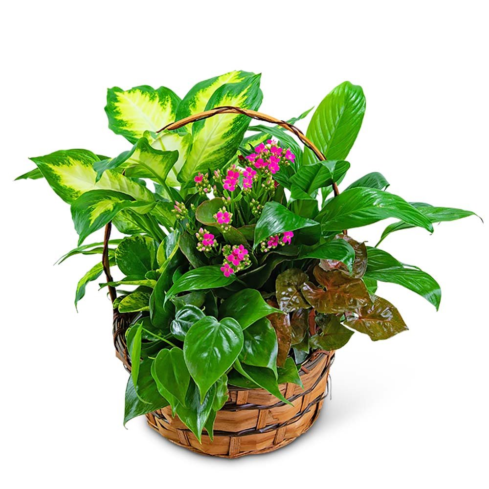 Medium Blooming Dish Garden - Anaheim Hills Florist