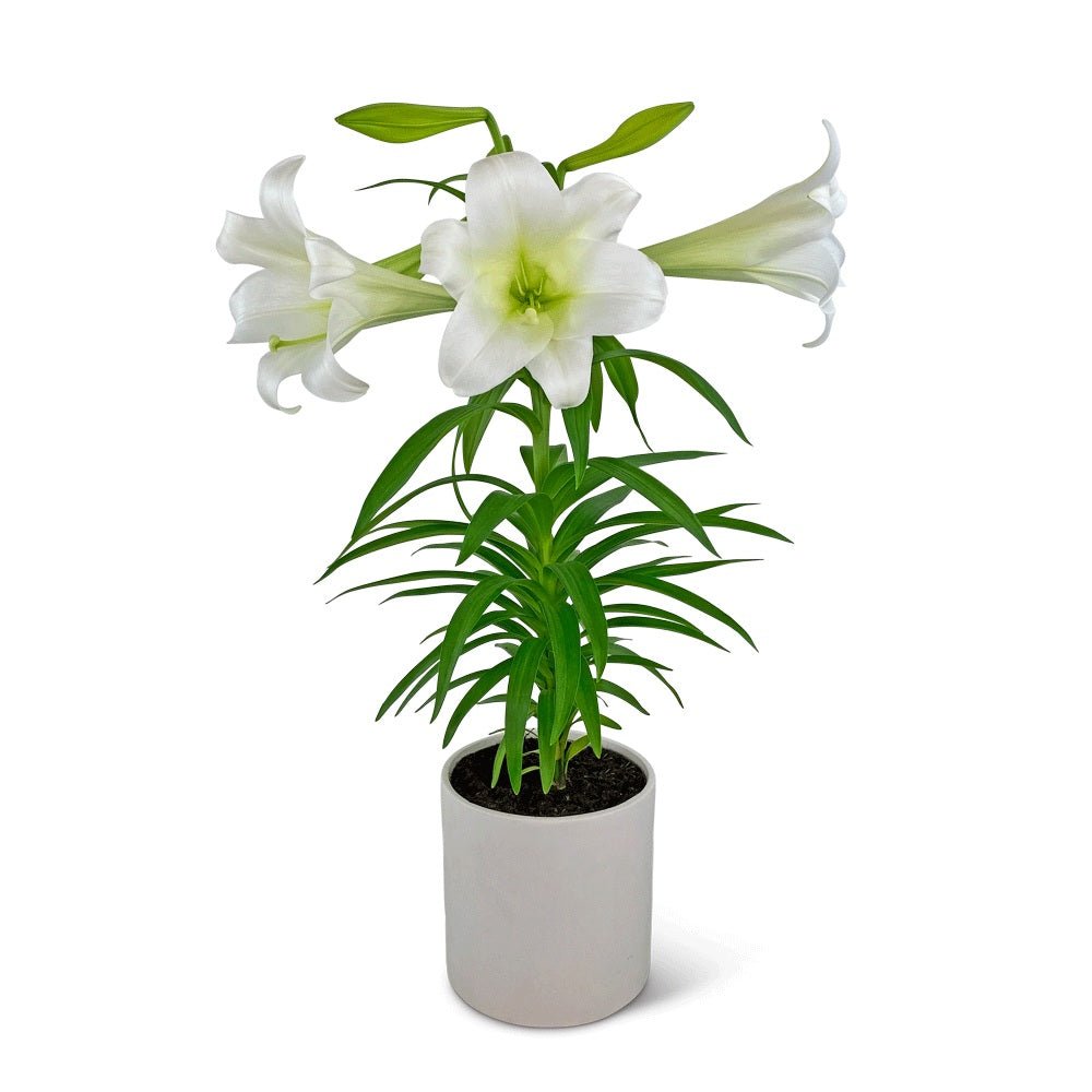 Easter Lily Plant - Anaheim Hills Florist