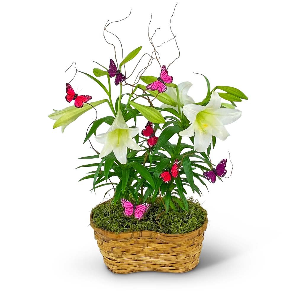 Easter Lilies in Spring Basket - Anaheim Hills Florist