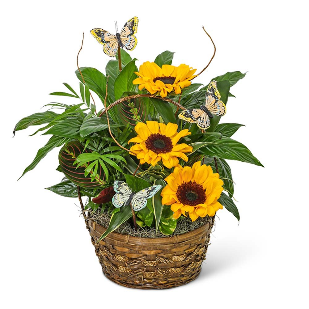 Dish Garden with Sunflowers and Butterflies - Anaheim Hills Florist
