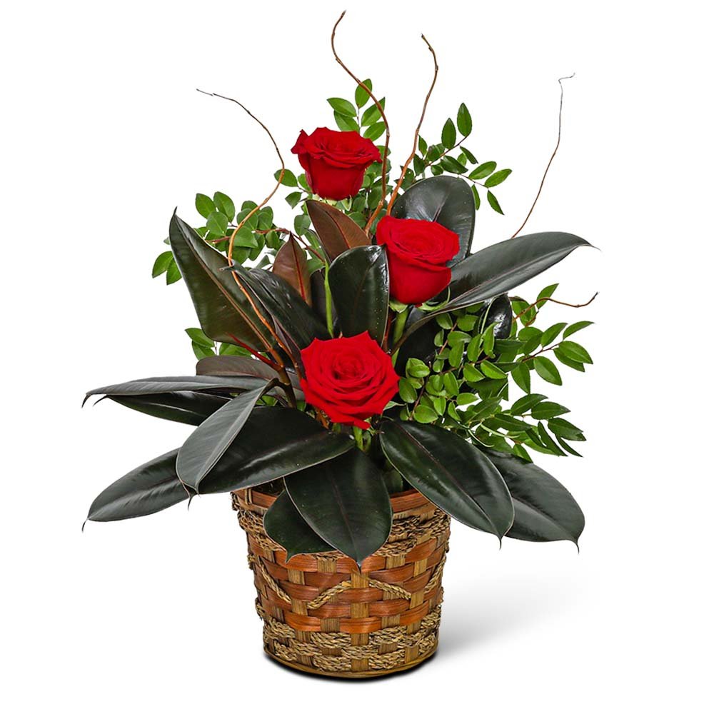 Rubber Tree Plant with Red Roses - Anaheim Hills Florist