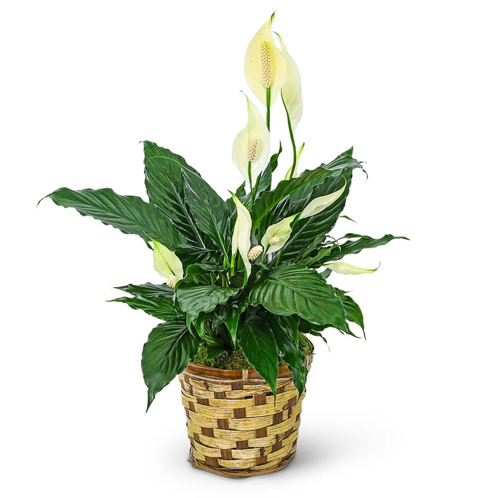 Tranquility Peace Lily Plant - Anaheim Hills Florist