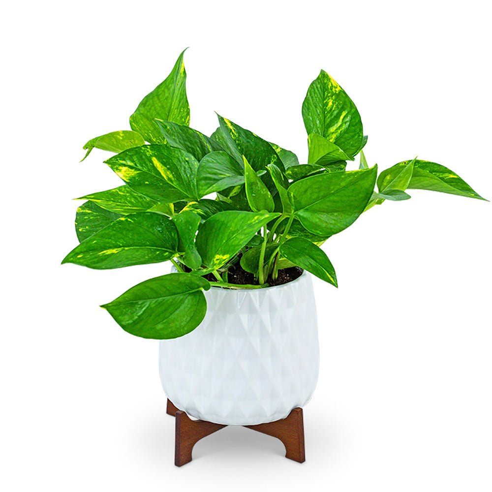 Mod Pothos Plant - Anaheim Hills Florist