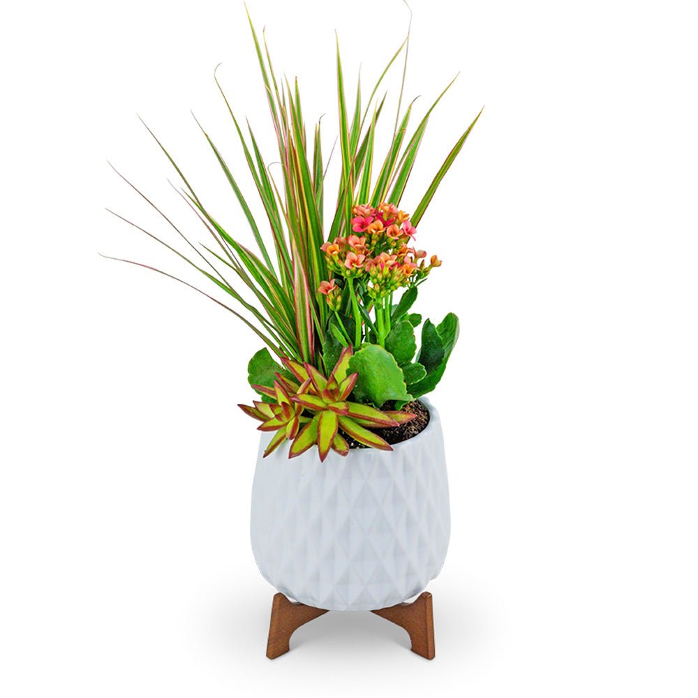 Mod In Bloom Trio - Anaheim Hills Florist