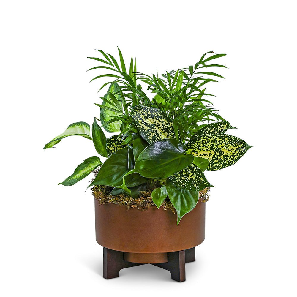 Dish Garden in Modern Copper - Anaheim Hills Florist