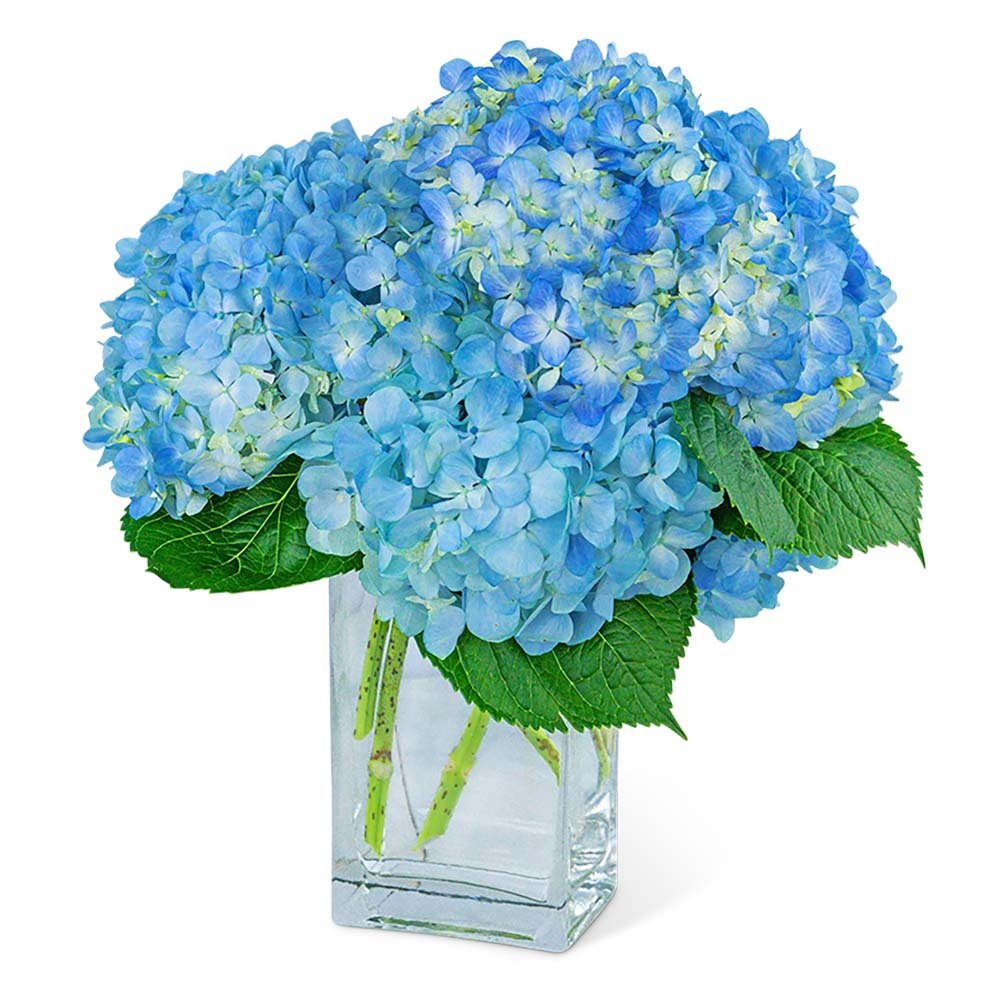 Hydrangeas In Blue - Anaheim Hills Florist