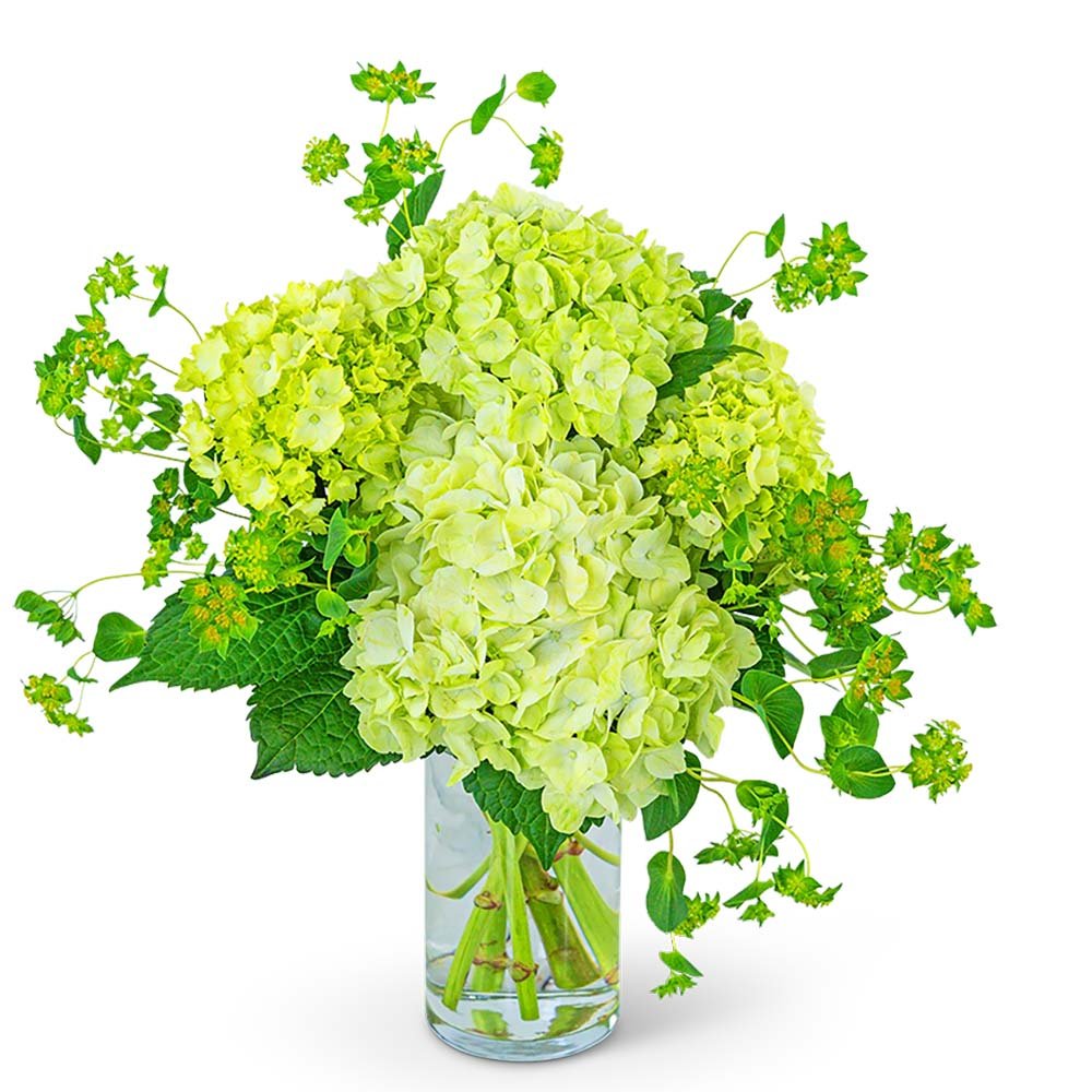 Green Glow - Anaheim Hills Florist