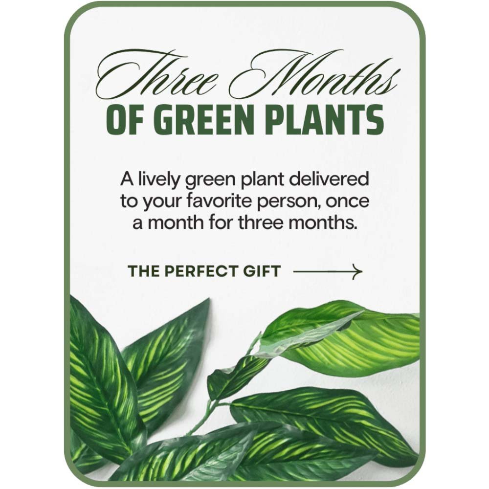 Plant Subscription (3) - Anaheim Hills Florist