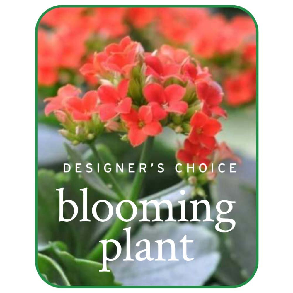 In - Season Blooming Plant - Anaheim Hills Florist