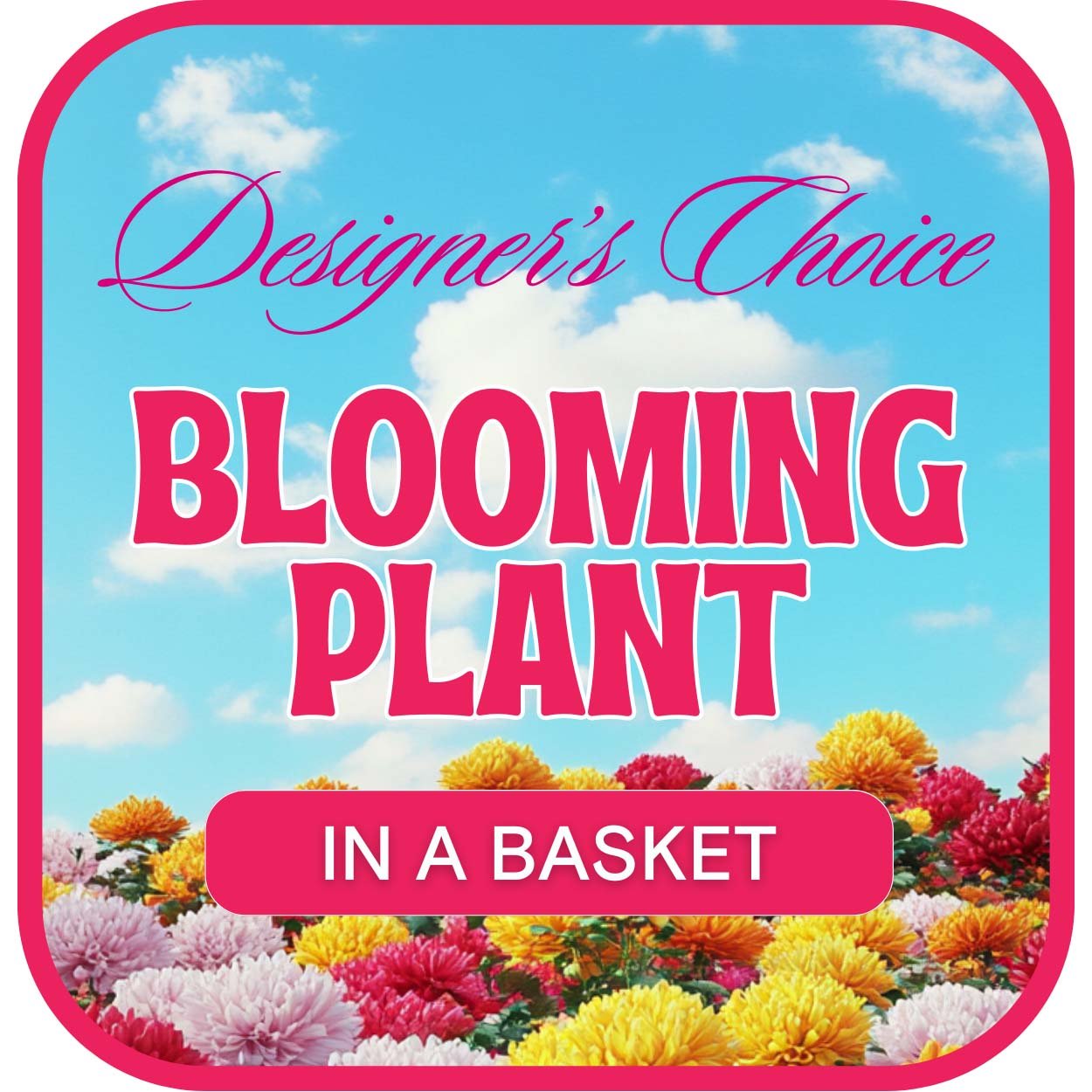 Designer's Choice Blooming Plant - Anaheim Hills Florist