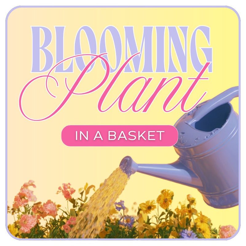 Florist's Choice of Blooming Plant - Anaheim Hills Florist