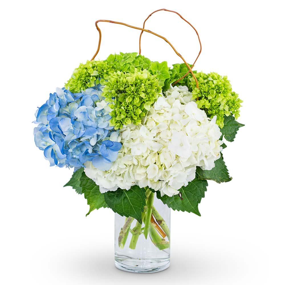 Hydrangea Perfection - Anaheim Hills Florist
