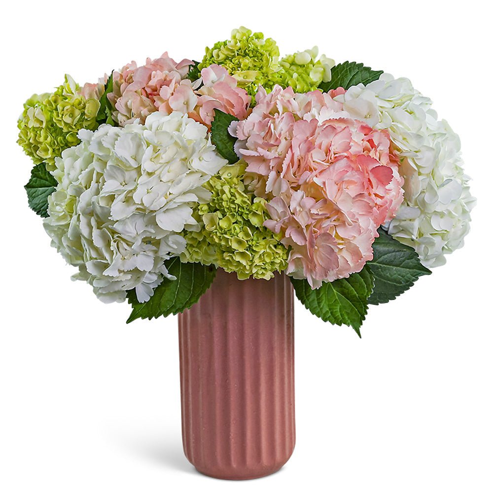 Hint of Pink Hydrangea - Anaheim Hills Florist