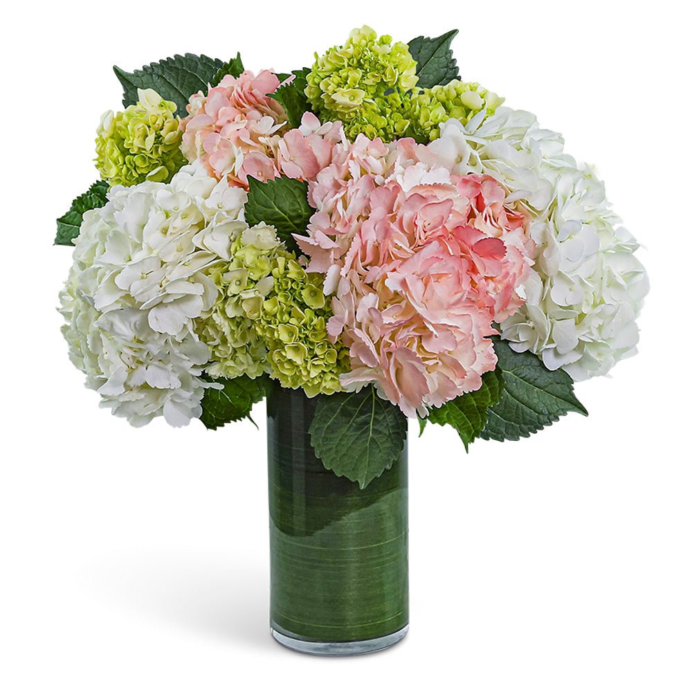 Hydrangea Glow - Anaheim Hills Florist
