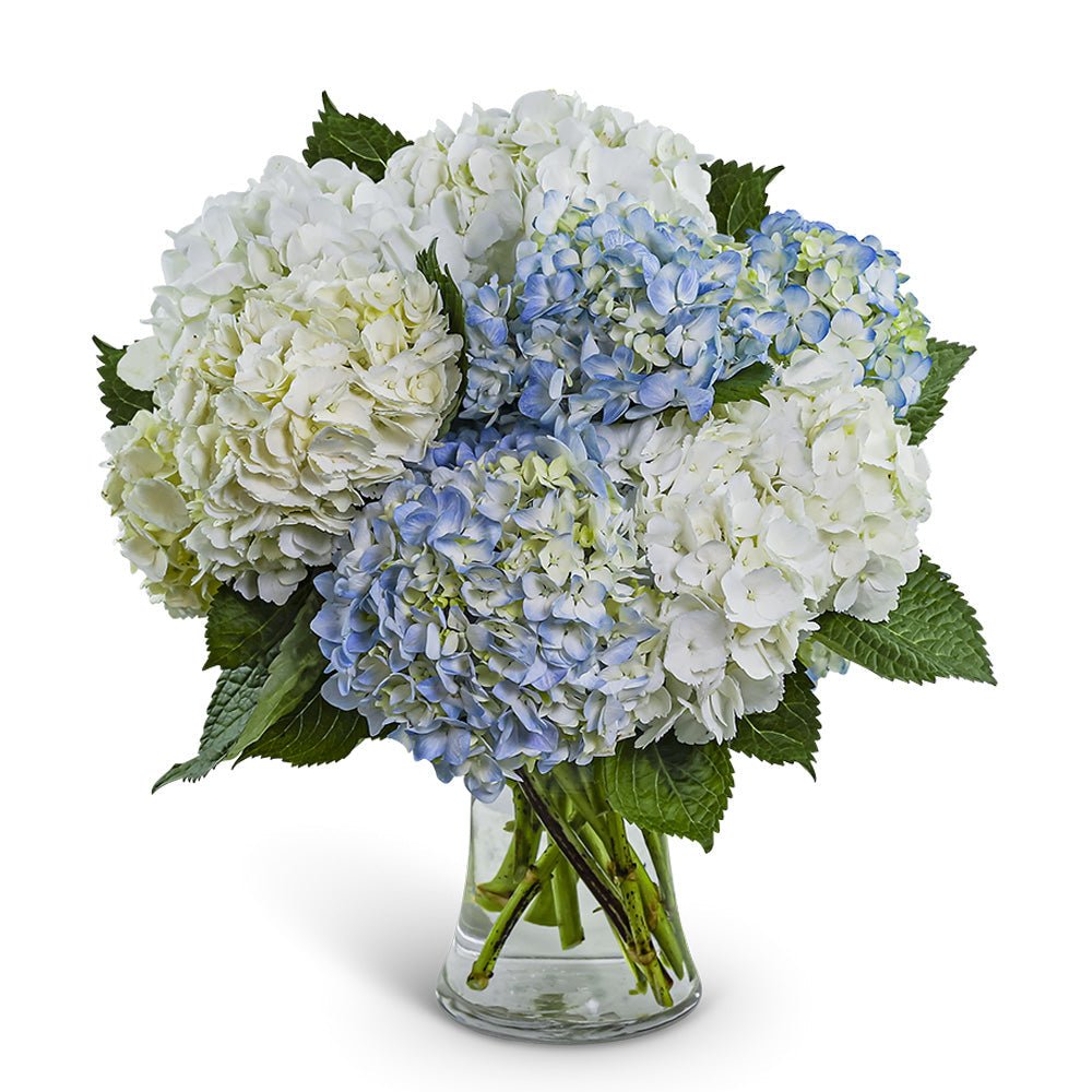 Lovely Lush Hydrangea - Anaheim Hills Florist