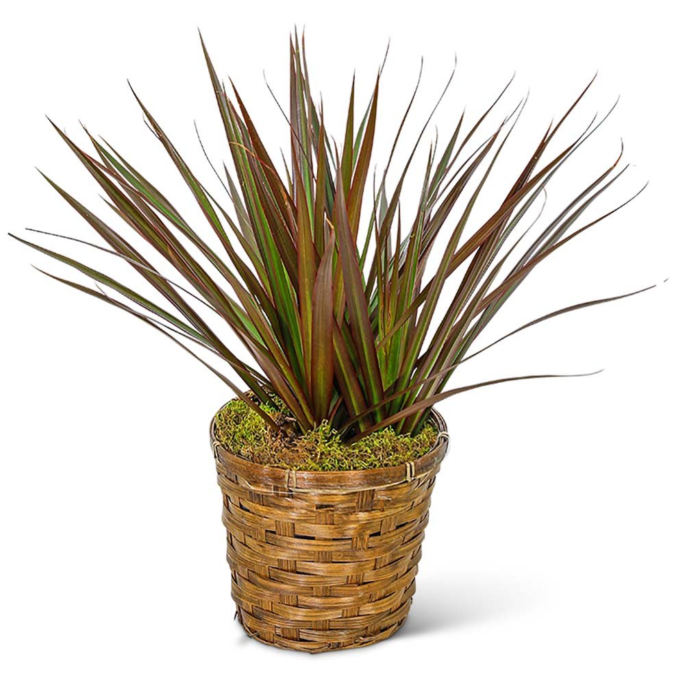 Dracaena Marginata in a Basket - Anaheim Hills Florist
