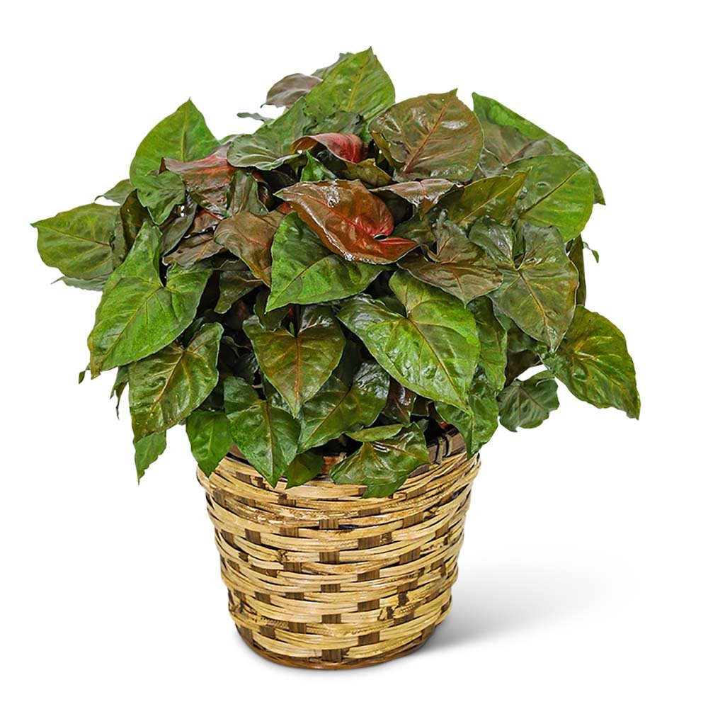 Arrowhead Plant in Basket - Anaheim Hills Florist