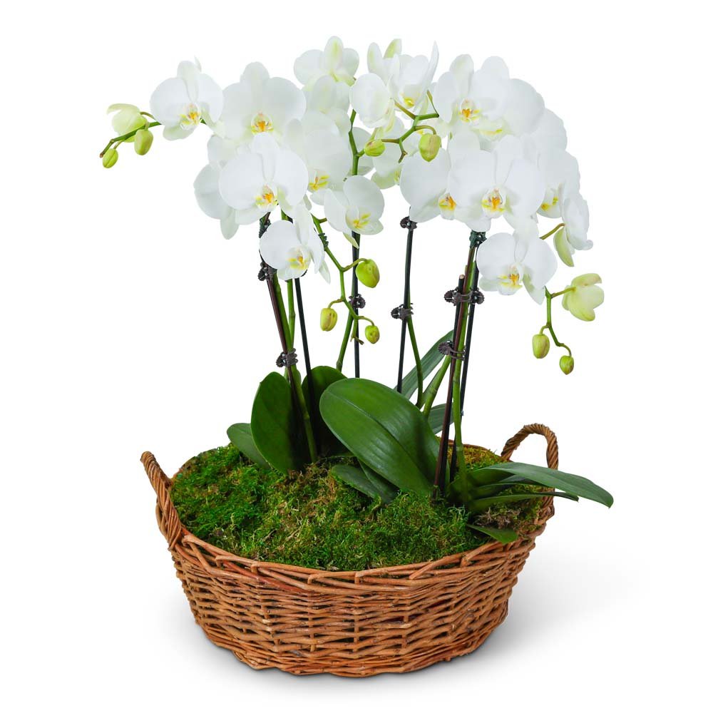 Serenity Orchid Plant - Anaheim Hills Florist