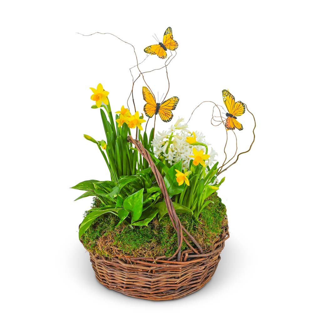 Spring Plants with Butterflies - Anaheim Hills Florist