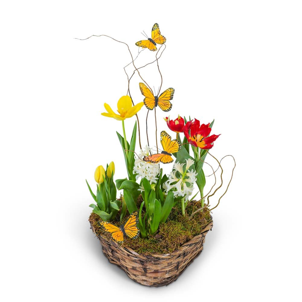 Blooming Bulbs with Butterflies - Anaheim Hills Florist
