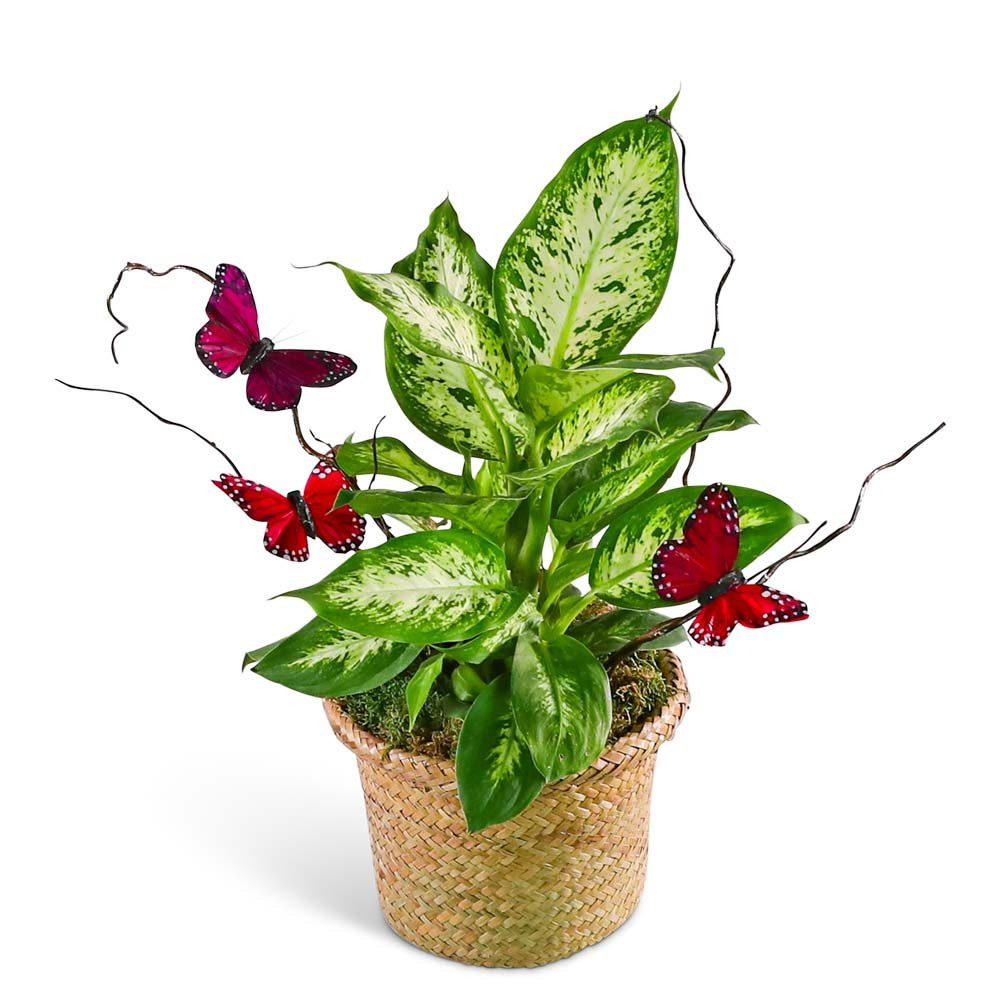 Dieffenbachia Plant with Spring Accents - Anaheim Hills Florist
