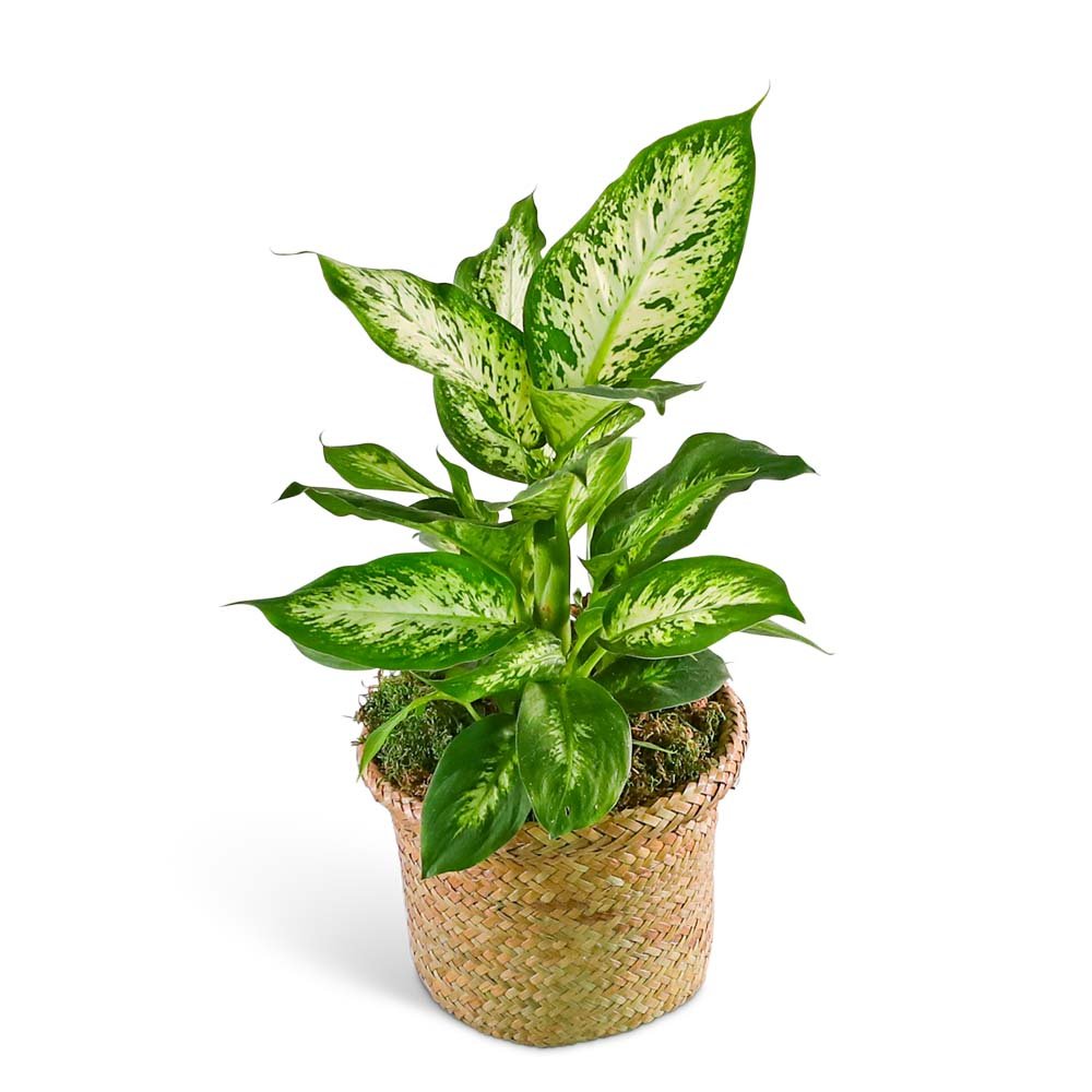 Dieffenbachia Plant - Anaheim Hills Florist