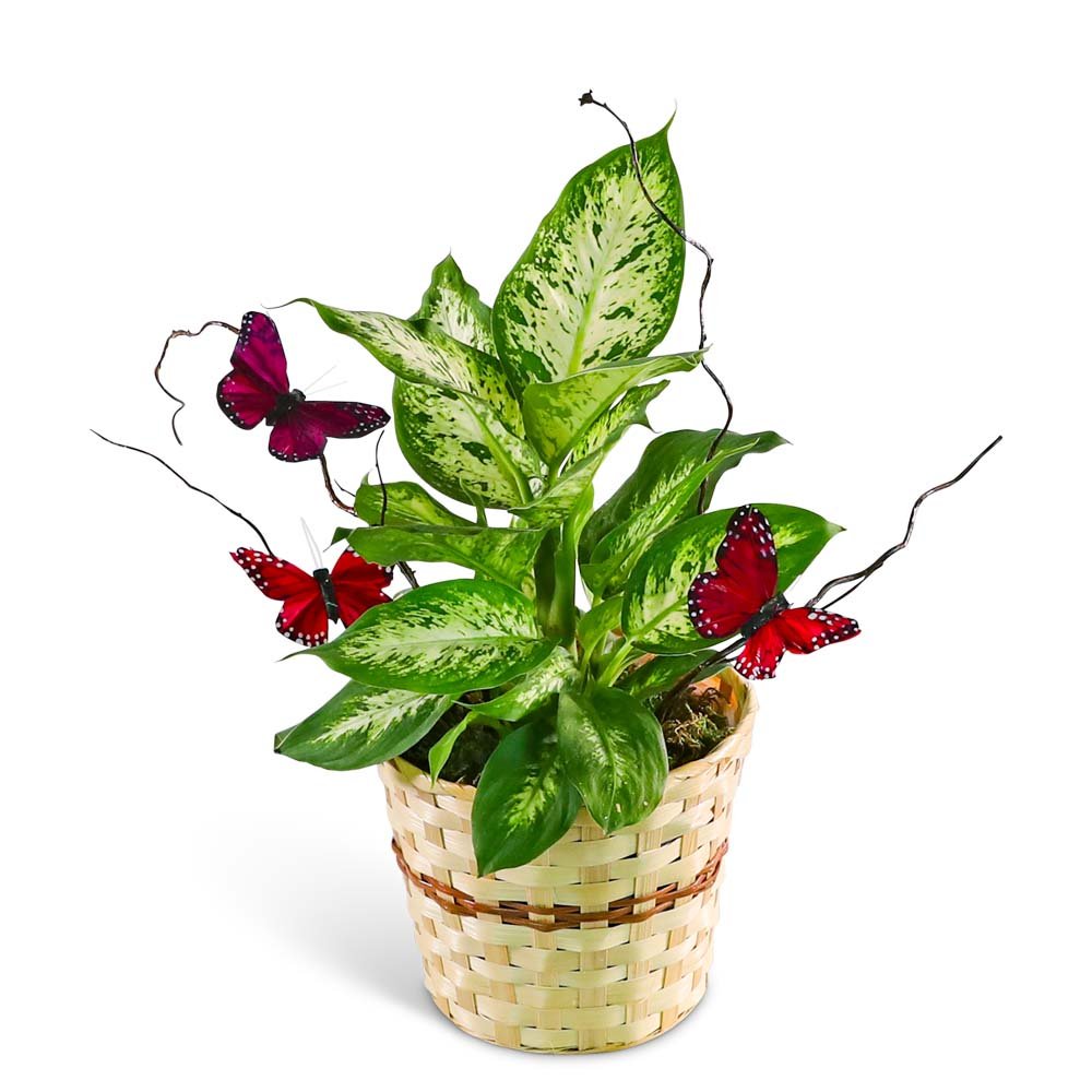 Butterfly Kisses Dieffenbachia Plant - Anaheim Hills Florist