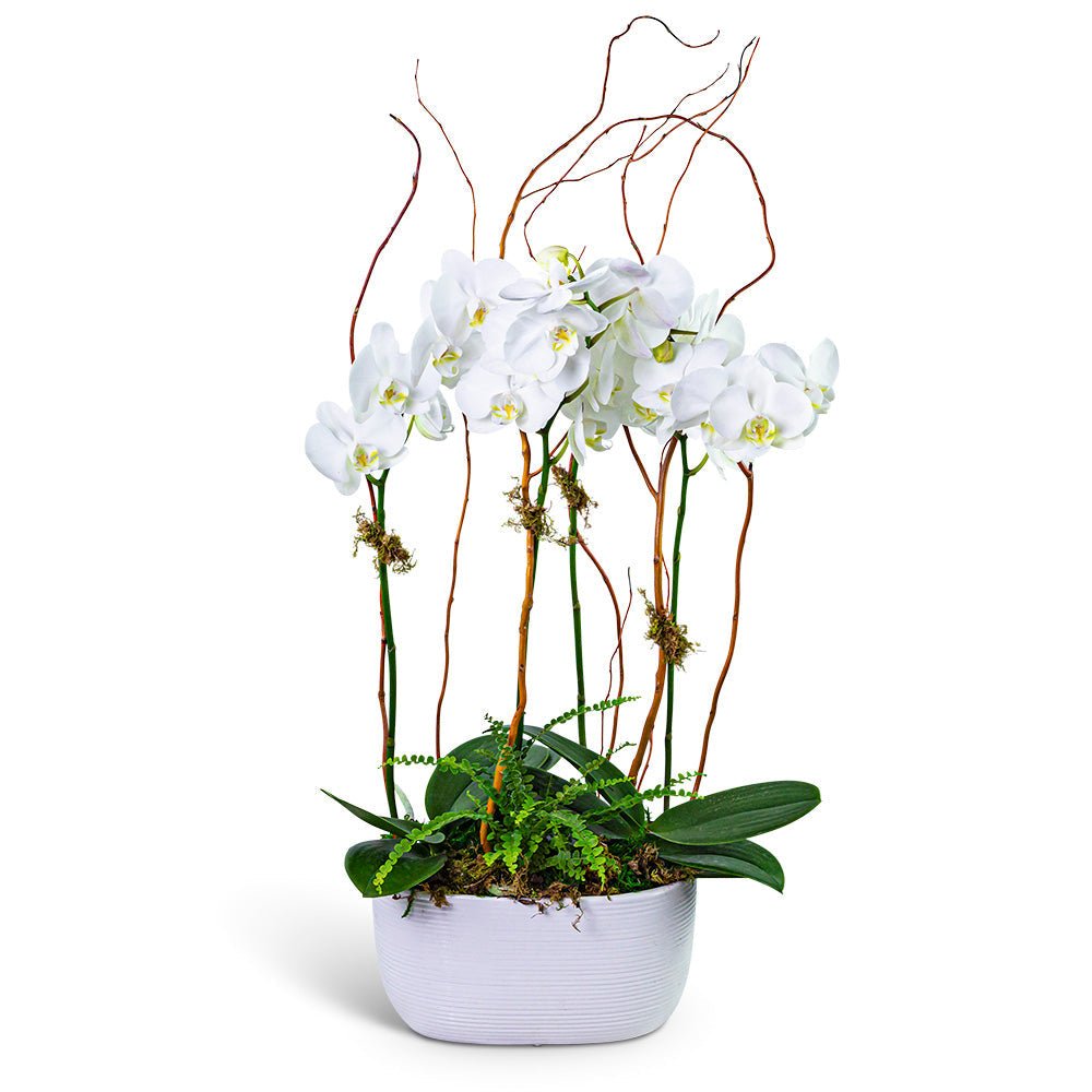 Fifth Avenue Triple Orchid - Anaheim Hills Florist