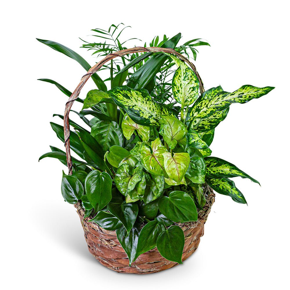 Verdant Dish Garden - Anaheim Hills Florist