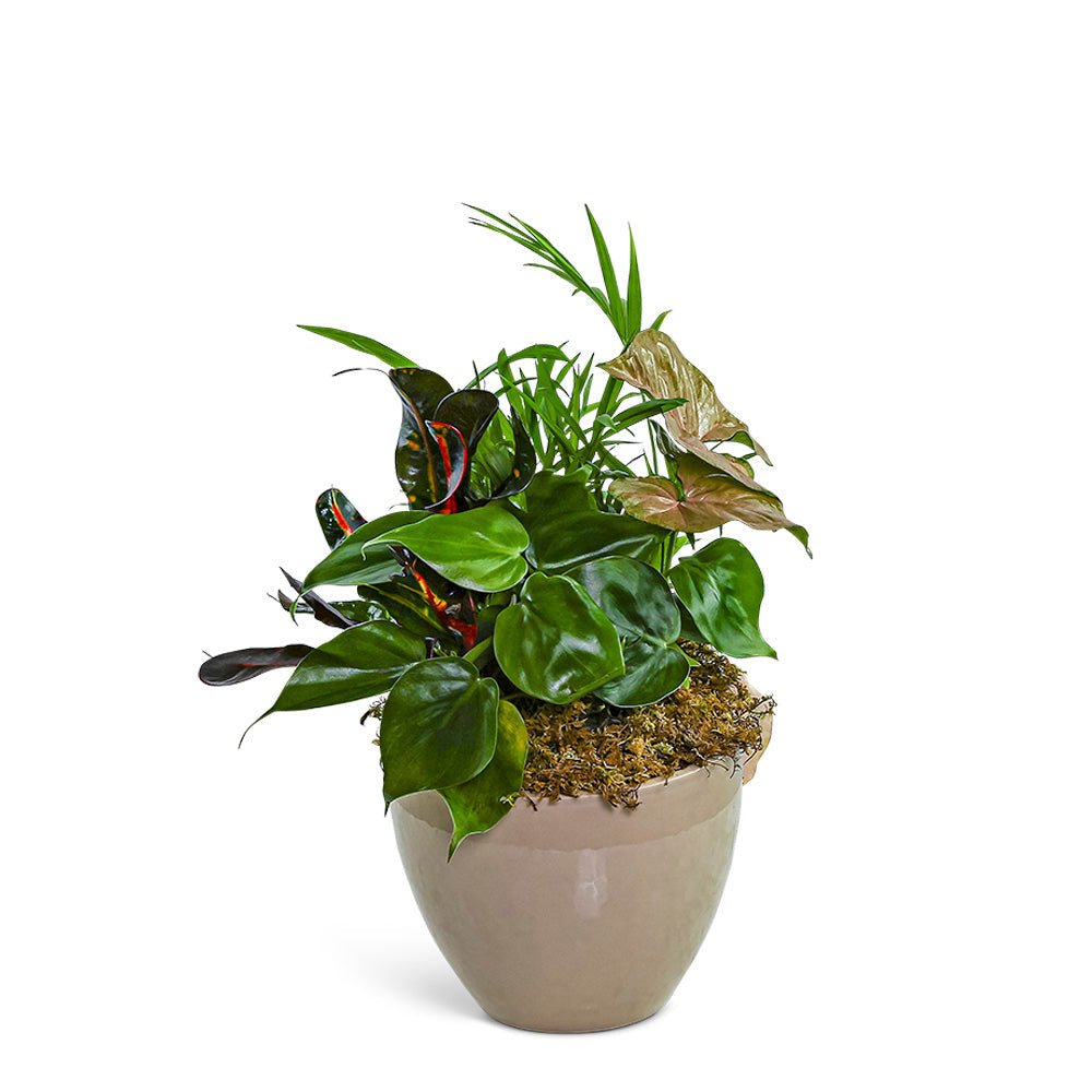 Dish Garden in Taupe Ceramic - Anaheim Hills Florist