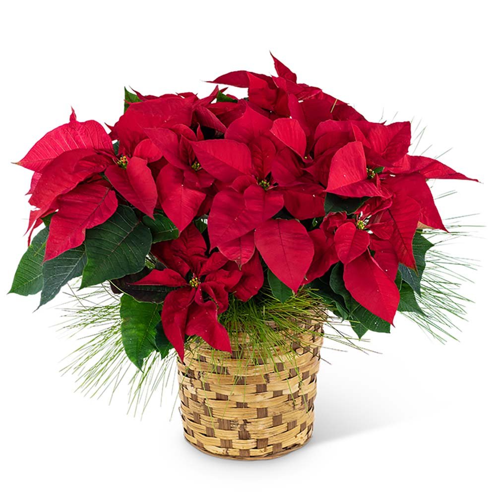 Red Poinsettia Basket - Anaheim Hills Florist